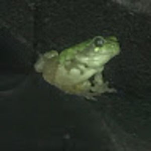 Meet your Posher, Bilbo